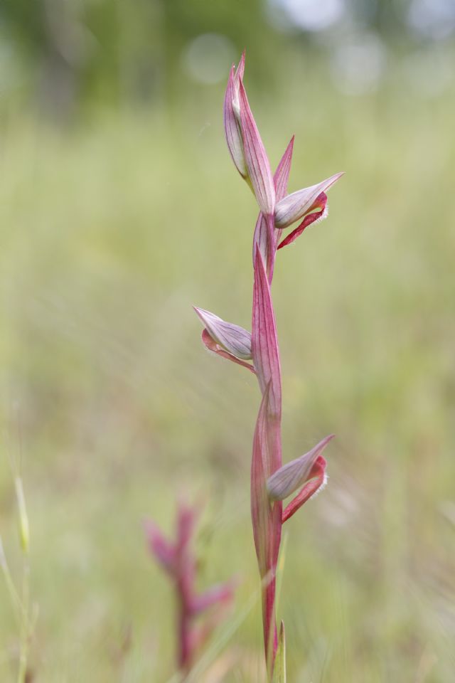 Serapias parviflora e ibridi (Mugello)